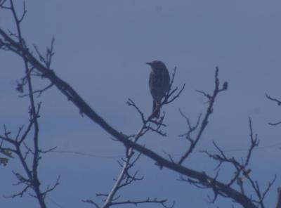 Прикрепленное изображение: zfaIMGP6463.jpg